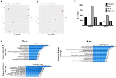 Age-Associated DNA Methylation Patterns Are Shared Between the Hippocampus and Peripheral Blood Cells